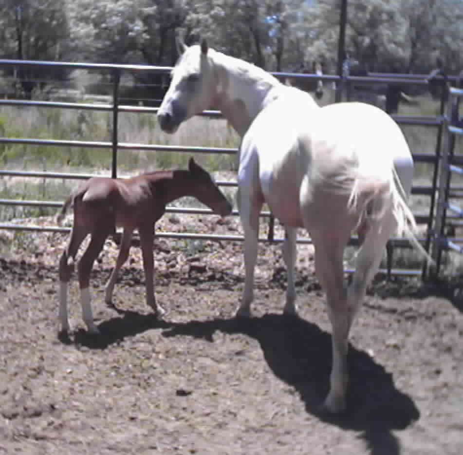 Tinks Pinacolada w/filly