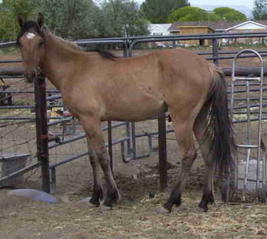 Cheveron