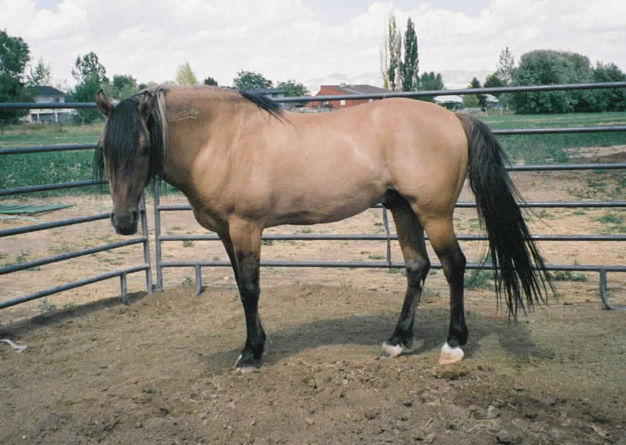 Sulfur's Cortez