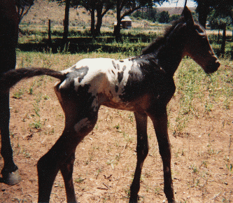 Tatonka
