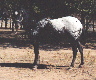 Tazmar