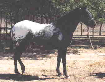 Tazmar