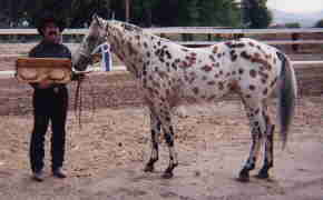 Grand Champion at Open Show