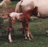 blanket colt