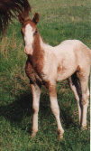 Filly