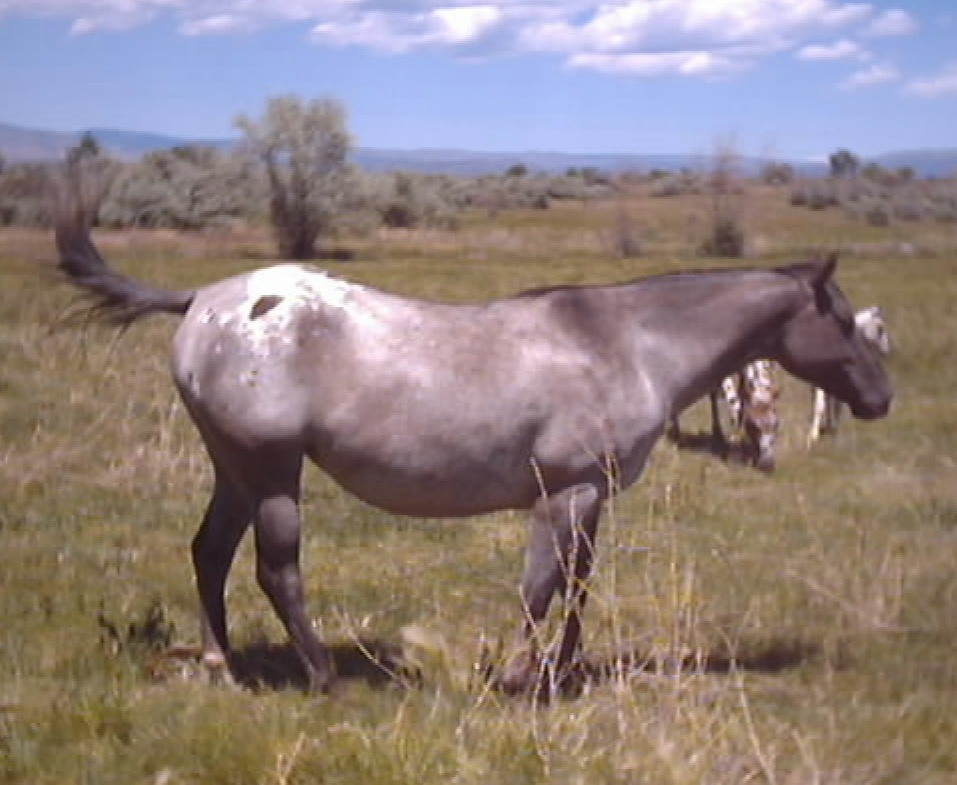Western