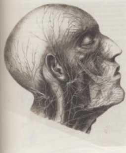 Image of anatomy of head