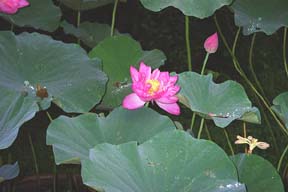 A lotus blossom