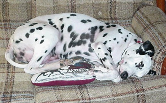Dottie Hard At Work