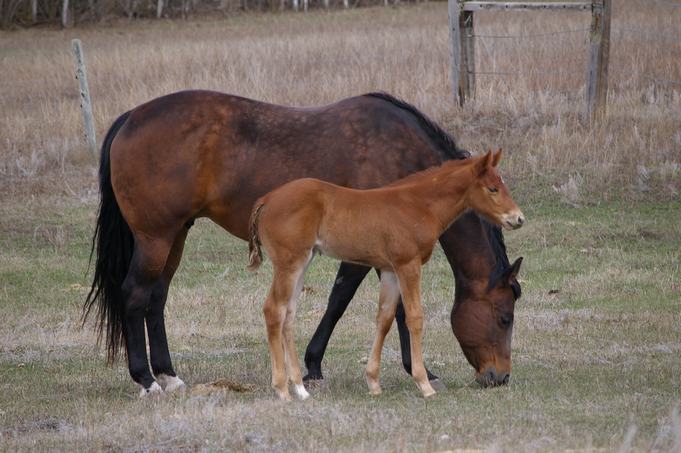 Next Years Foals