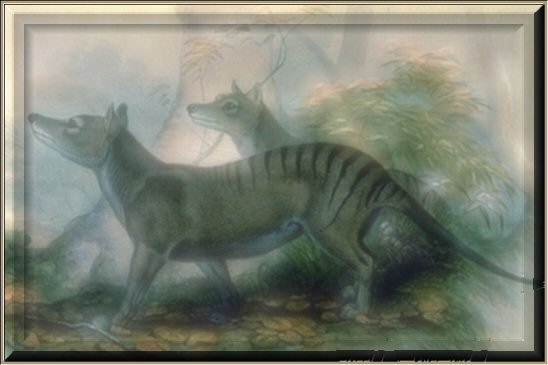 tastigers.jpg - 32.76 K