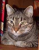 [Buckwheat owns our family and was saved from being taken to a shelter.]
