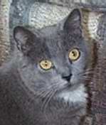 [Jessakitty owns our family and was saved from horrible street life.]