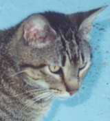 [Meowser sort of owns my Mom and Dad.]