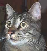 [Percy owns my Mother-in-law, was adopted from the shelter, and is Pansy's brother.]