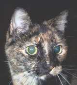 [Tizzie owns my Sister and was saved from street life.]