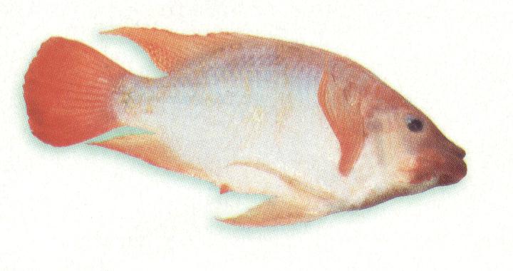 Mojarra roja
