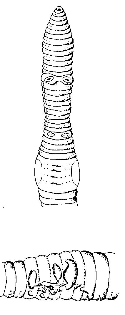Aparato reproductor