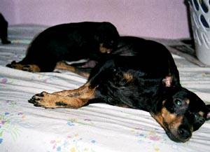 Della and puppy