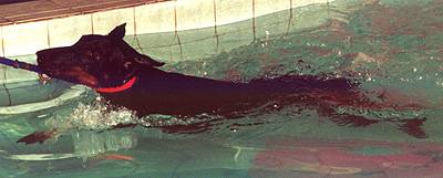 a new excersize - learning how to swimm - it�s great