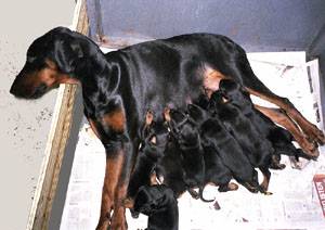 Ophelia and her first litter