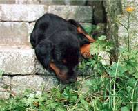 Puppy on a staircase