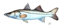 Sanibel Fishing Charters