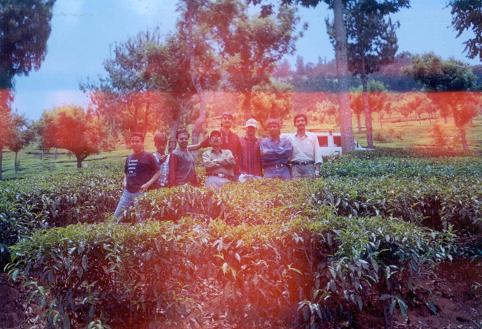 tea-estate.JPG