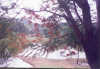 This is a Dream... a dream land... i like it ... always ... in Tirumala ... just before ATC cottages... a lovely lake... i love it
