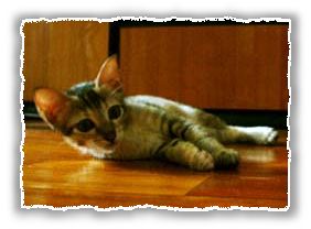Click to visit Felicity's Homepage