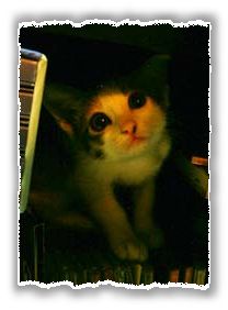 Click to visit Felicity's Homepage.