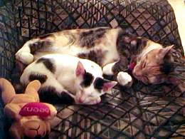From 'Drain Cats of Singapore'