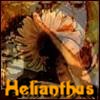 Helianthus - Greek Sunflower