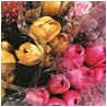 Flowers in San Remo