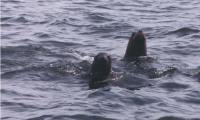paracas1-tn.jpg (5746 bytes)