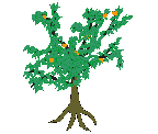 Origen y cultivo del Mango