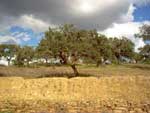 Cerdo ib&eacute;rico - Santa Barbara de casa - And&eacute;valo - Huelva