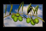 Aceitunas - Santa B�rbara de casa - And�valo - Huelva