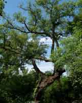 Encina