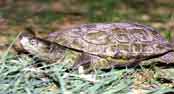 Galapago  - Santa B&aacute;rbara de casa- Andevalo - Huelva