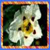 Flor de jara - Santa B&aacute;rbara de casa- Andevalo - Huelva