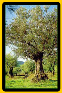 Olivo  - Santa B&aacute;rbara de casa- Andevalo - Huelva