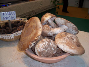 Gurumelo - Grumelo - Amanita Ponderosa