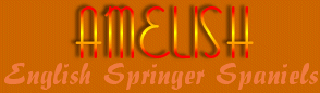 Amelish English Springer Spaniels