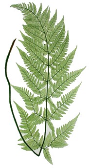 picked holes in a ladder fern