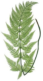 Victorian nature print