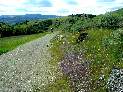 Flowers Along the Fortini Trail