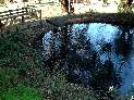 Pond at Santa Teresa Springs