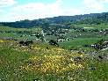 Goldfields Along the Stile Ranch Trail Overlooking the South Almaden Valley