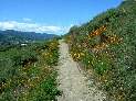 Poppies Along the Stile Ranch Trail